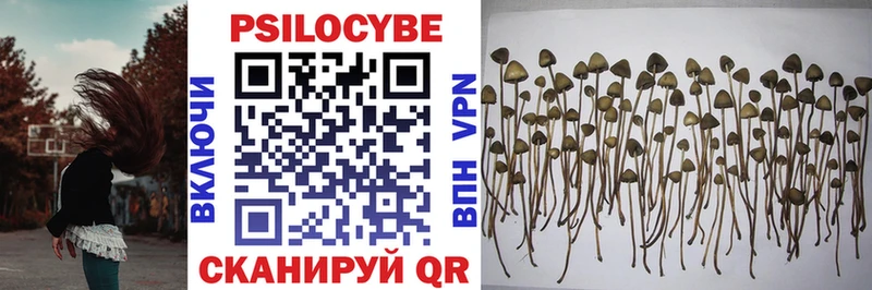 darknet какой сайт  дарнет шоп  Комсомольск  Псилоцибиновые грибы Psilocybe 